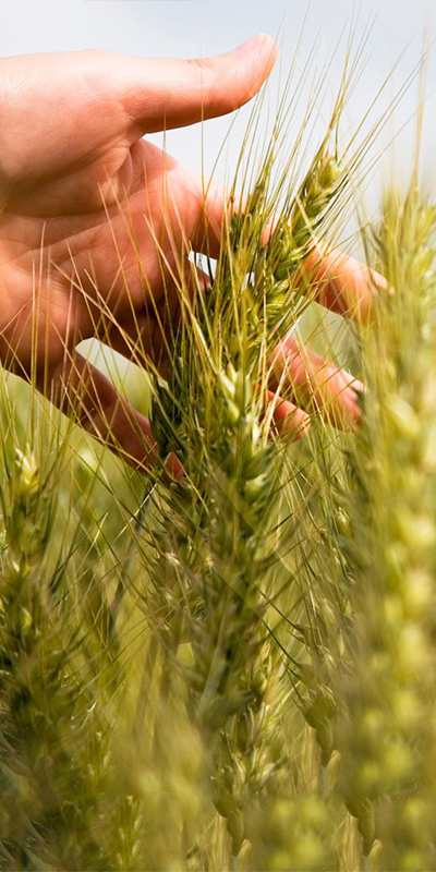 Lucas-Calcraft Lucas-Calcraft